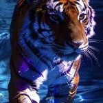 Fire的头像-零界独家-官网